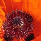 Mohn