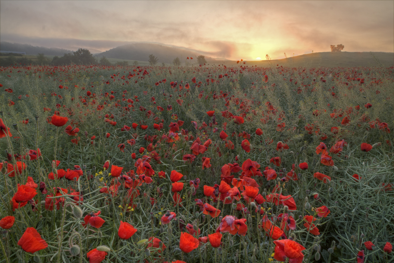 Mohn