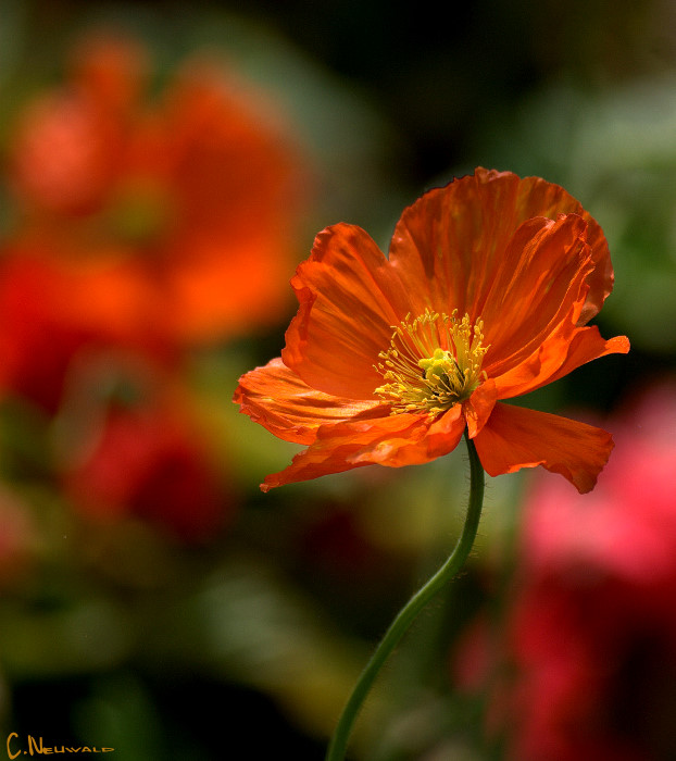 Mohn