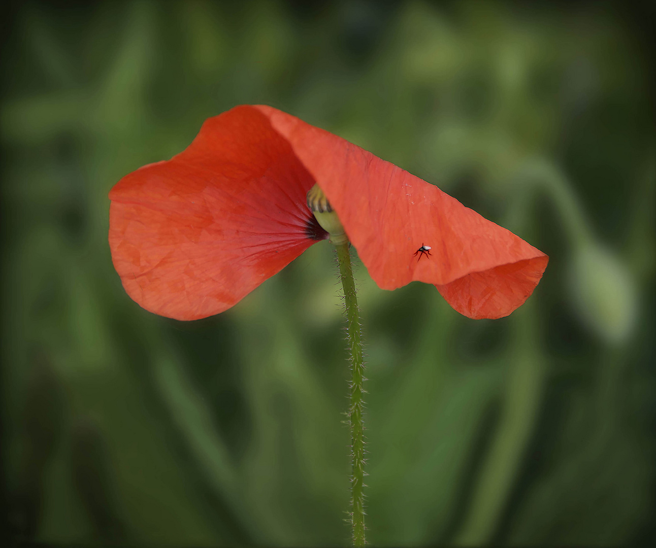 Mohn