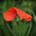 Mohn