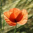 Mohn