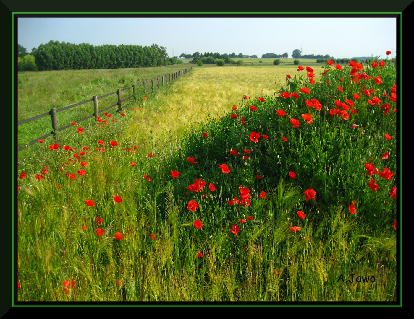 ** Mohn **