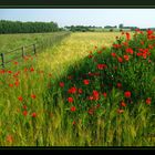 ** Mohn **