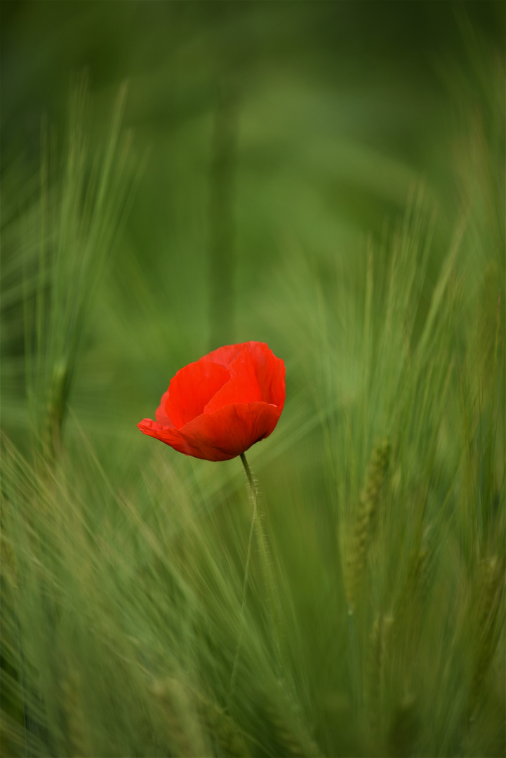 Mohn