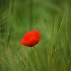 Mohn