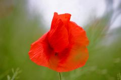 Mohn