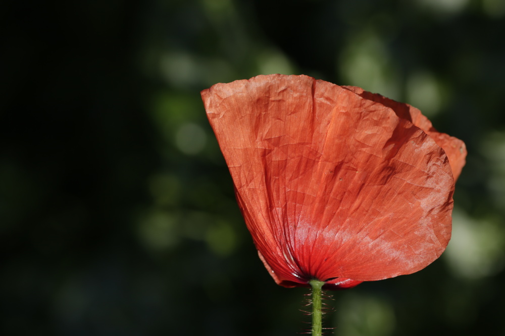 Mohn