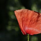 Mohn