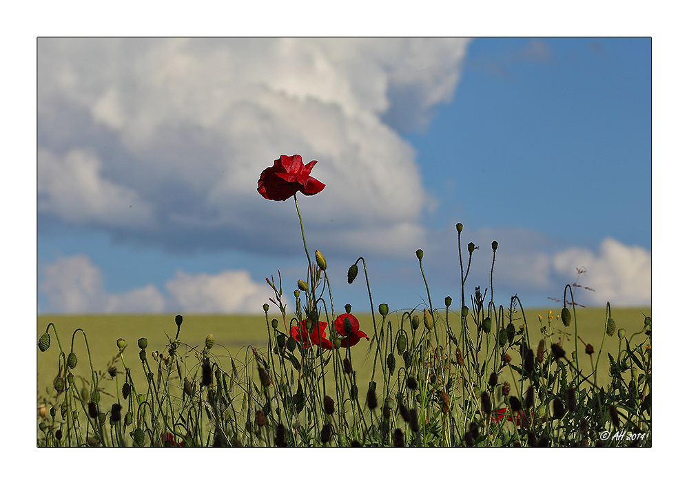 Mohn - 14/2014