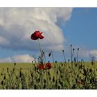 Mohn - 14/2014