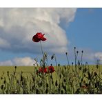 Mohn - 14/2014