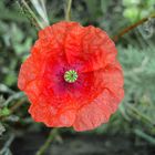 Mohn