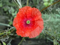 Mohn