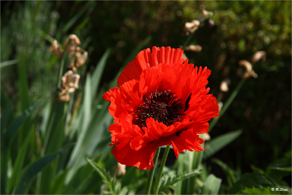 Mohn