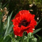 Mohn