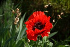 Mohn