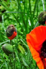 Mohn