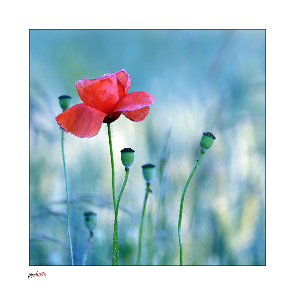 Mohn