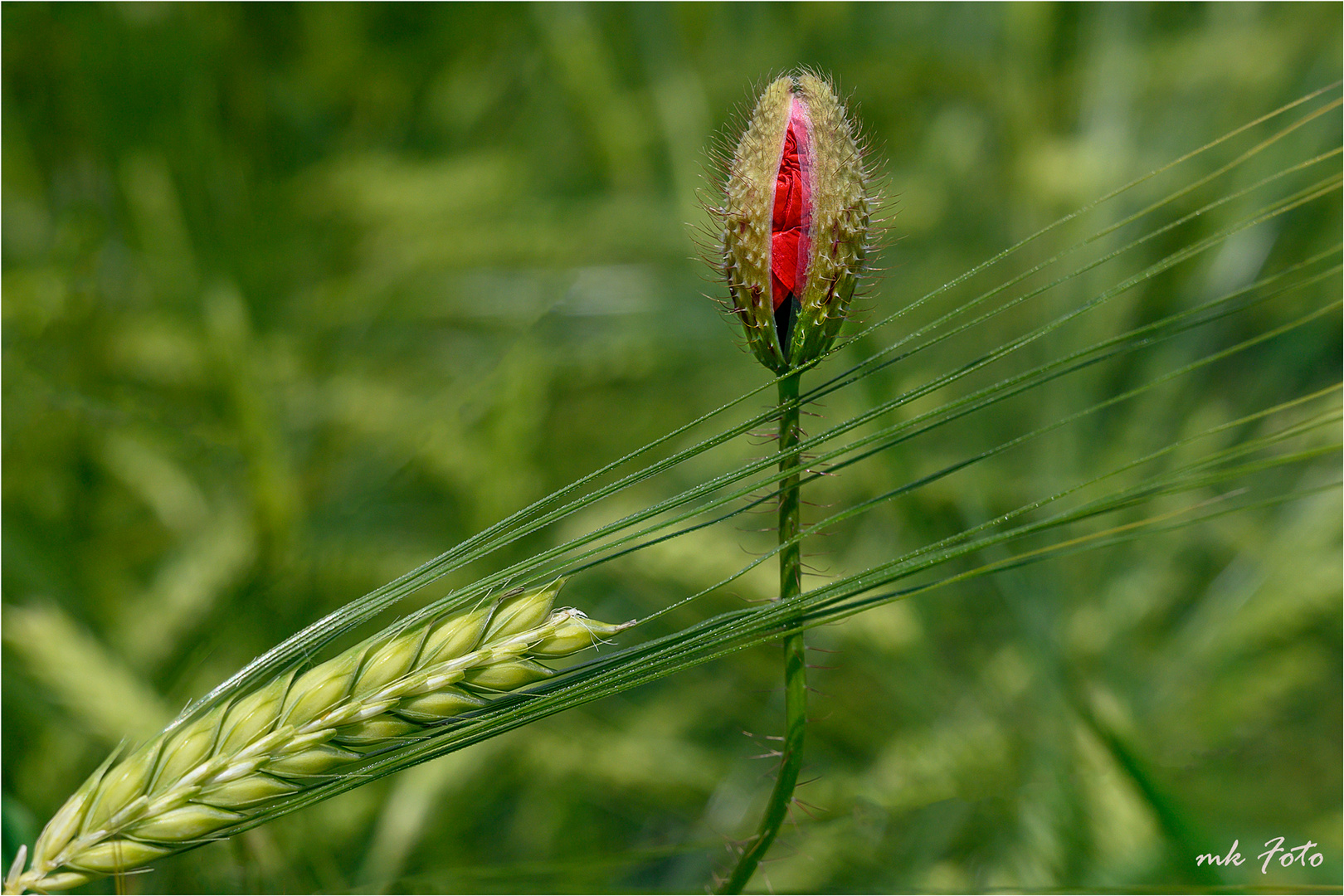 Mohn