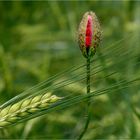 Mohn