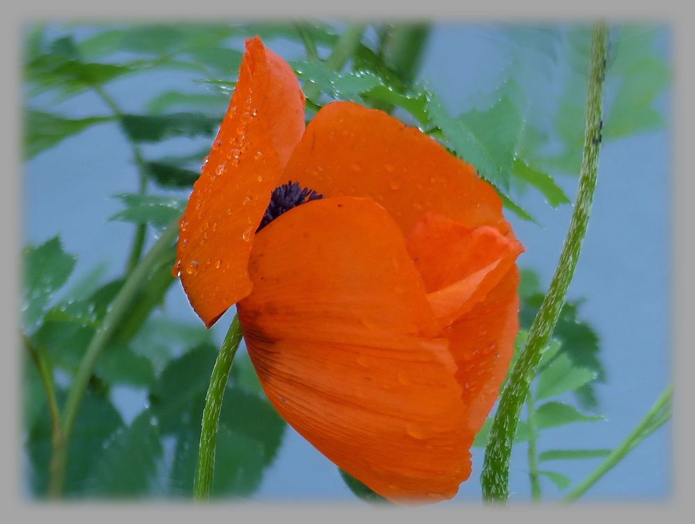 Mohn ...