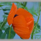 Mohn ...