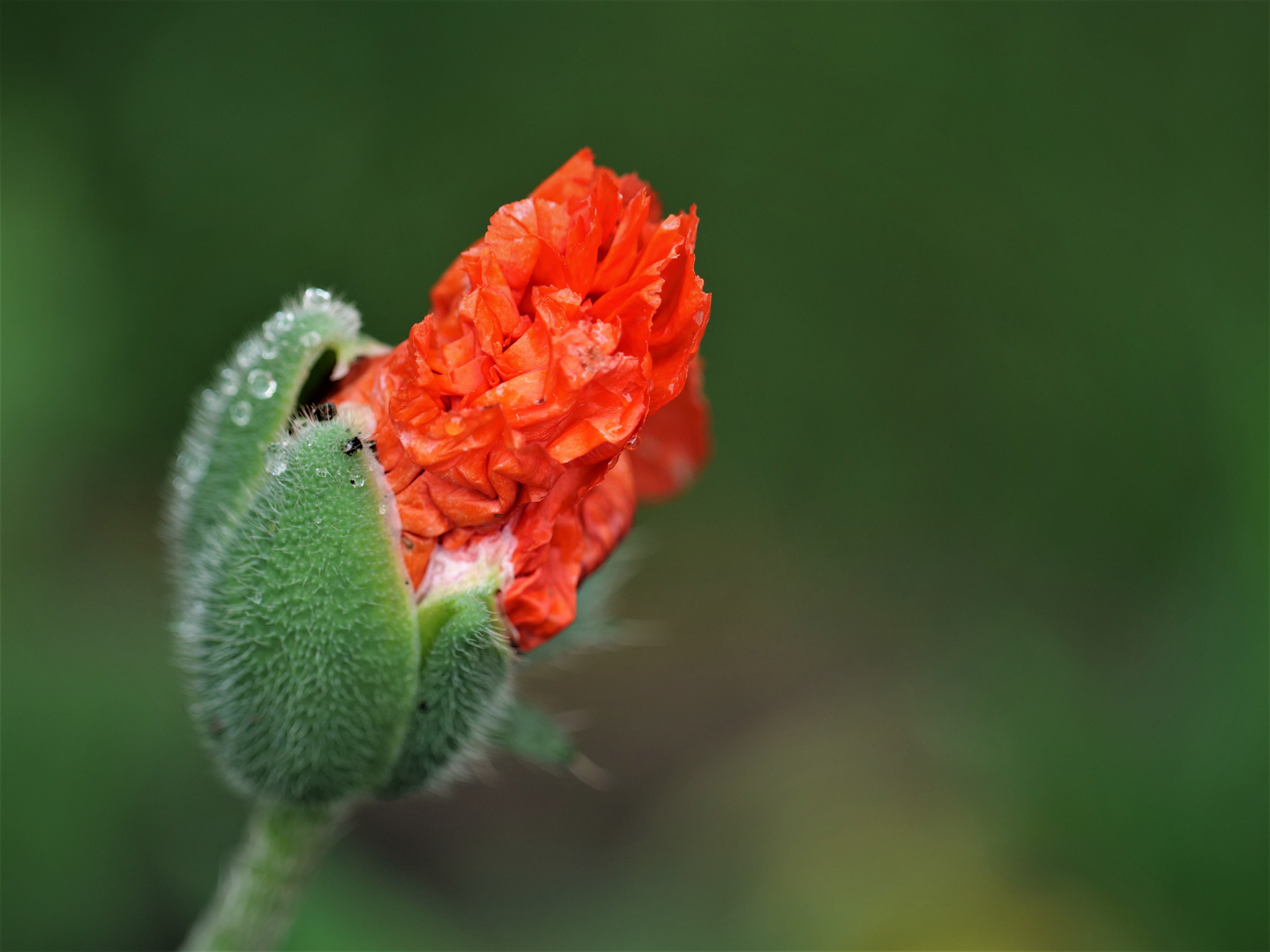 Mohn.