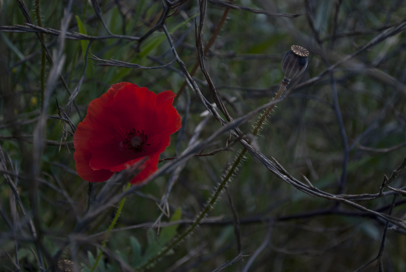 Mohn