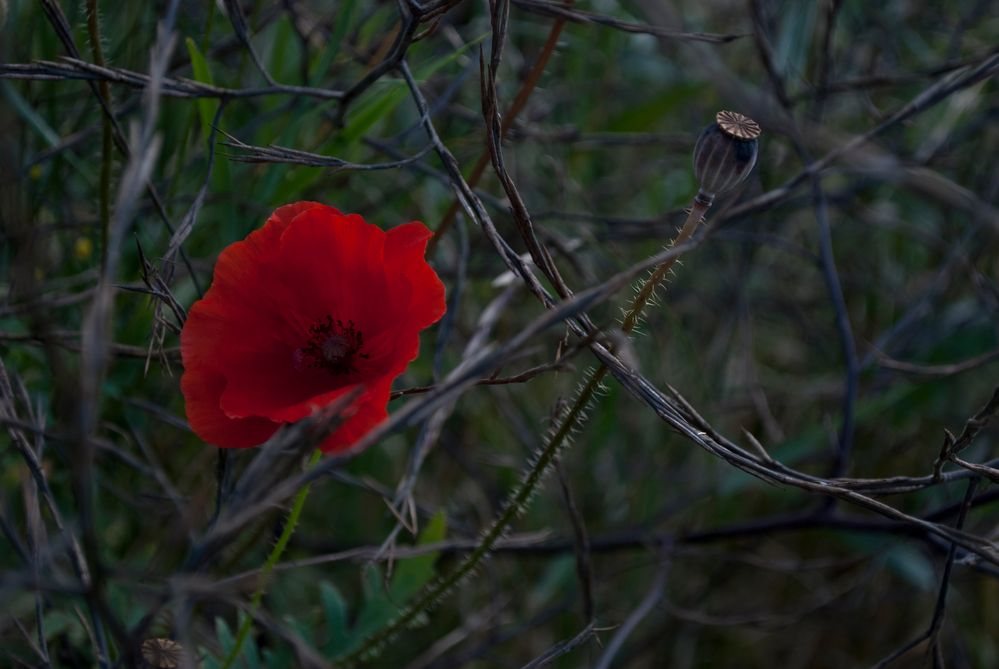 Mohn