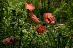 Mohn