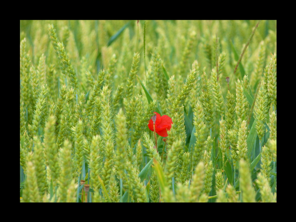 Mohn