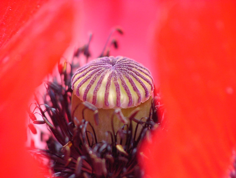 Mohn