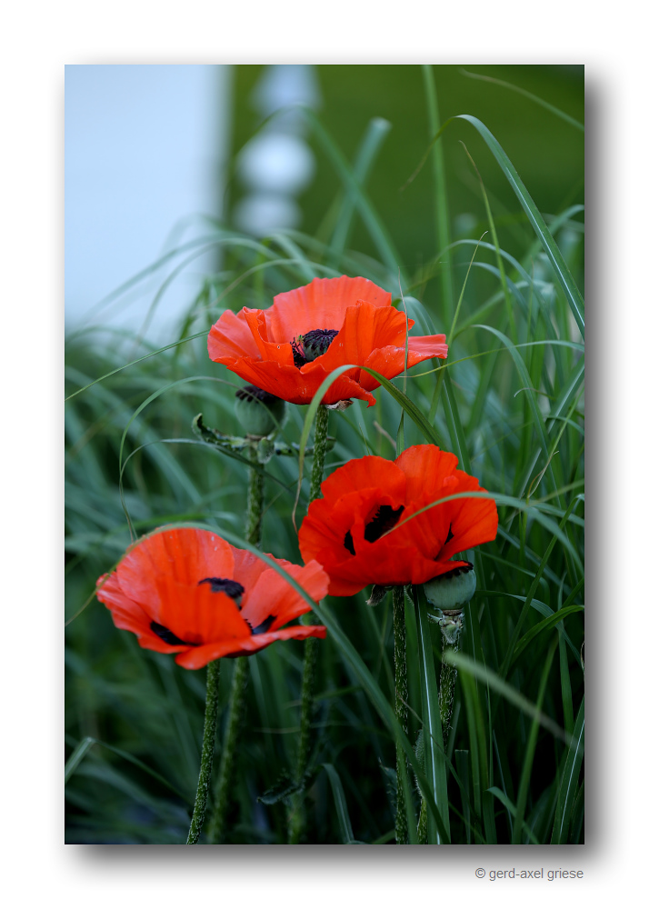 Mohn # 1506