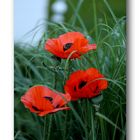 Mohn # 1506