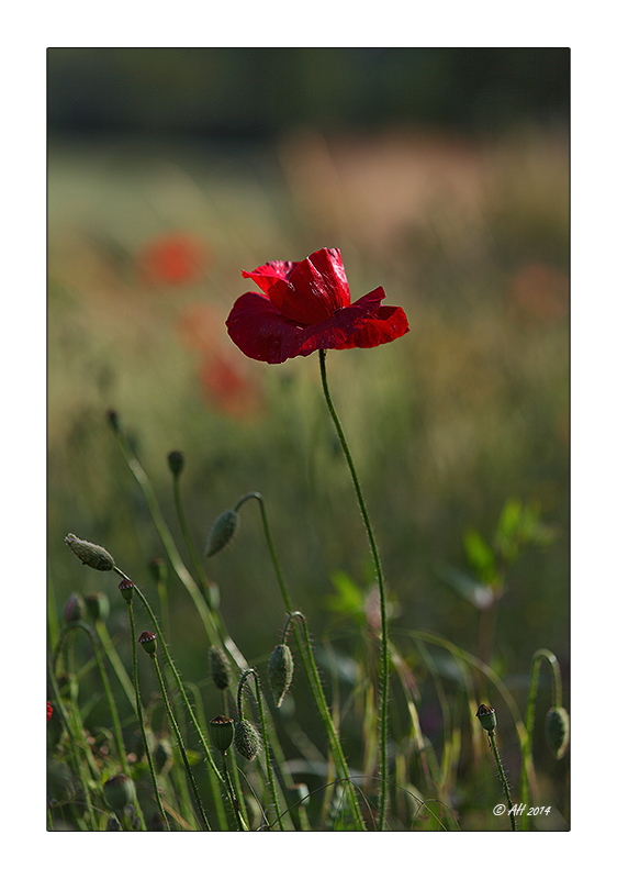 Mohn - 15/2014