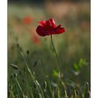 Mohn - 15/2014