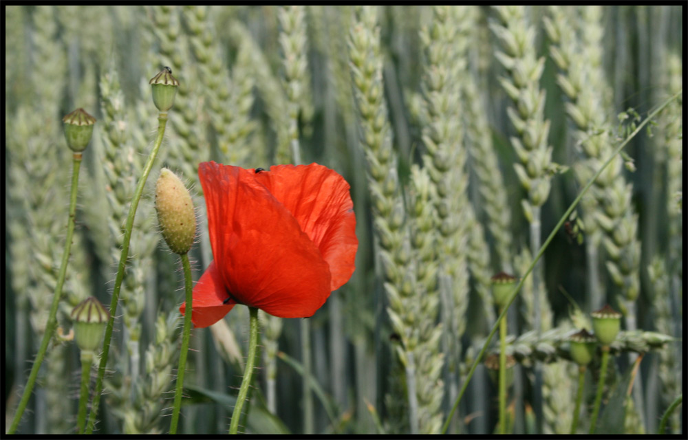 ...mohn...