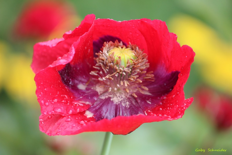 Mohn