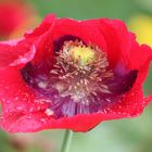 Mohn