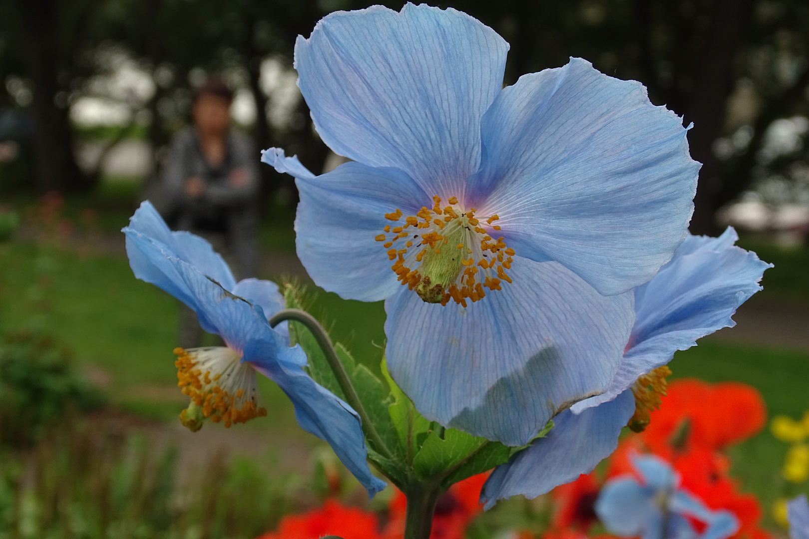 Mohn