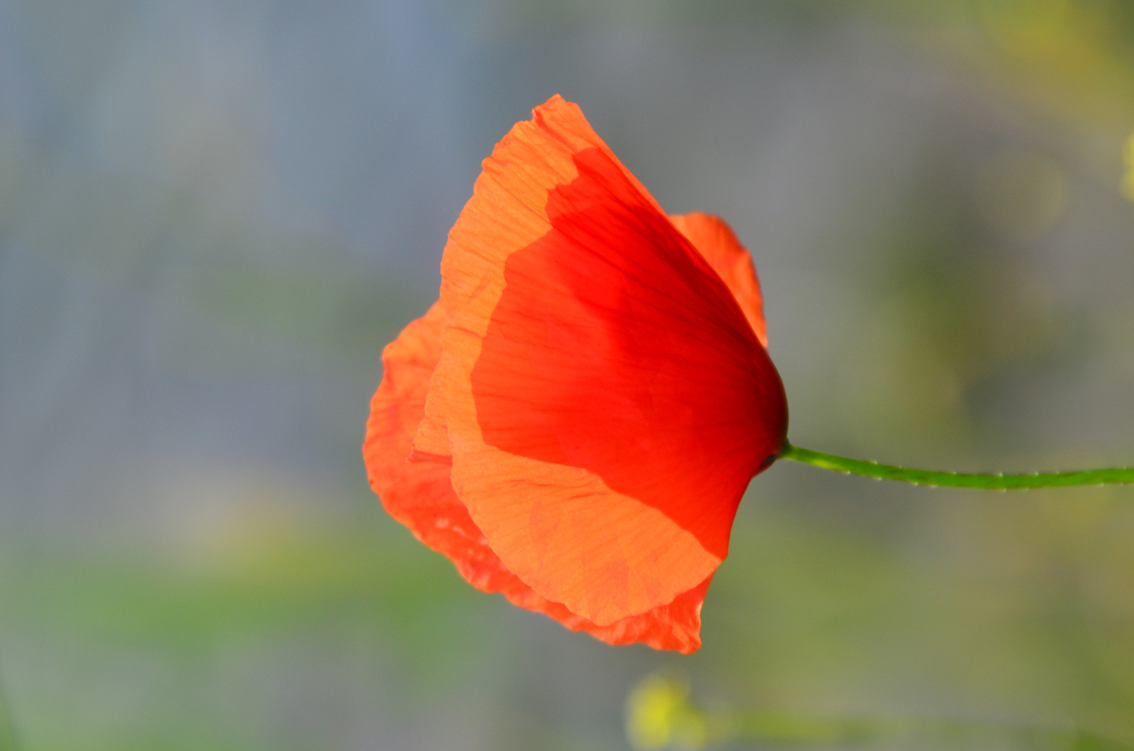 Mohn