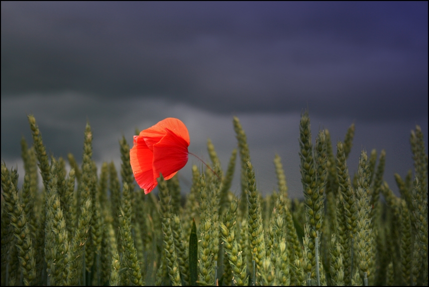 mohn 16