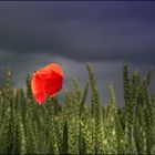 mohn 16