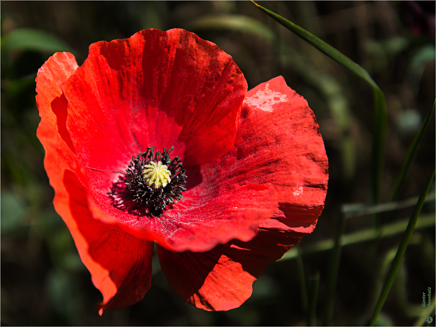 Mohn