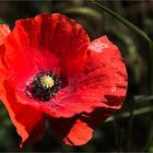 Mohn