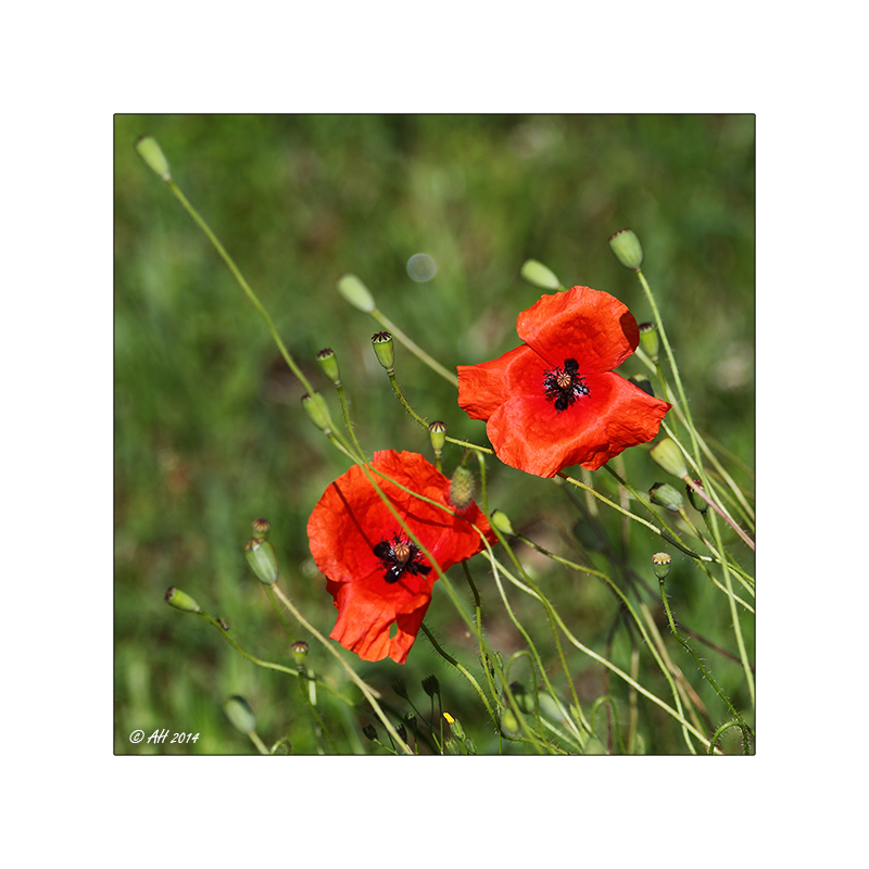 Mohn 16/2014