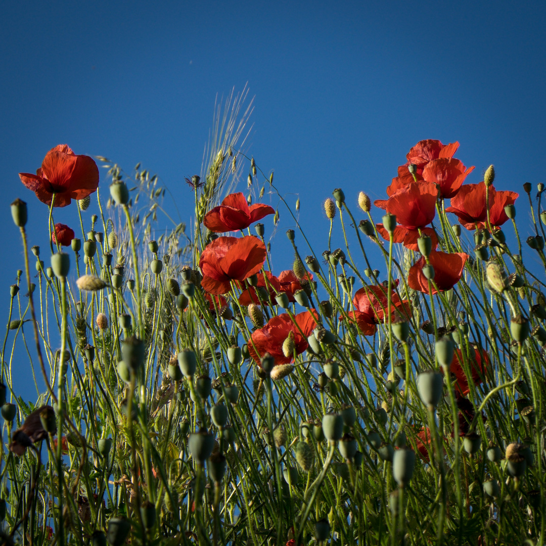 Mohn