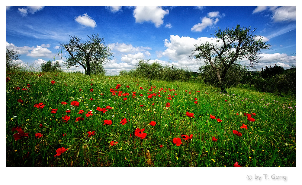 Mohn