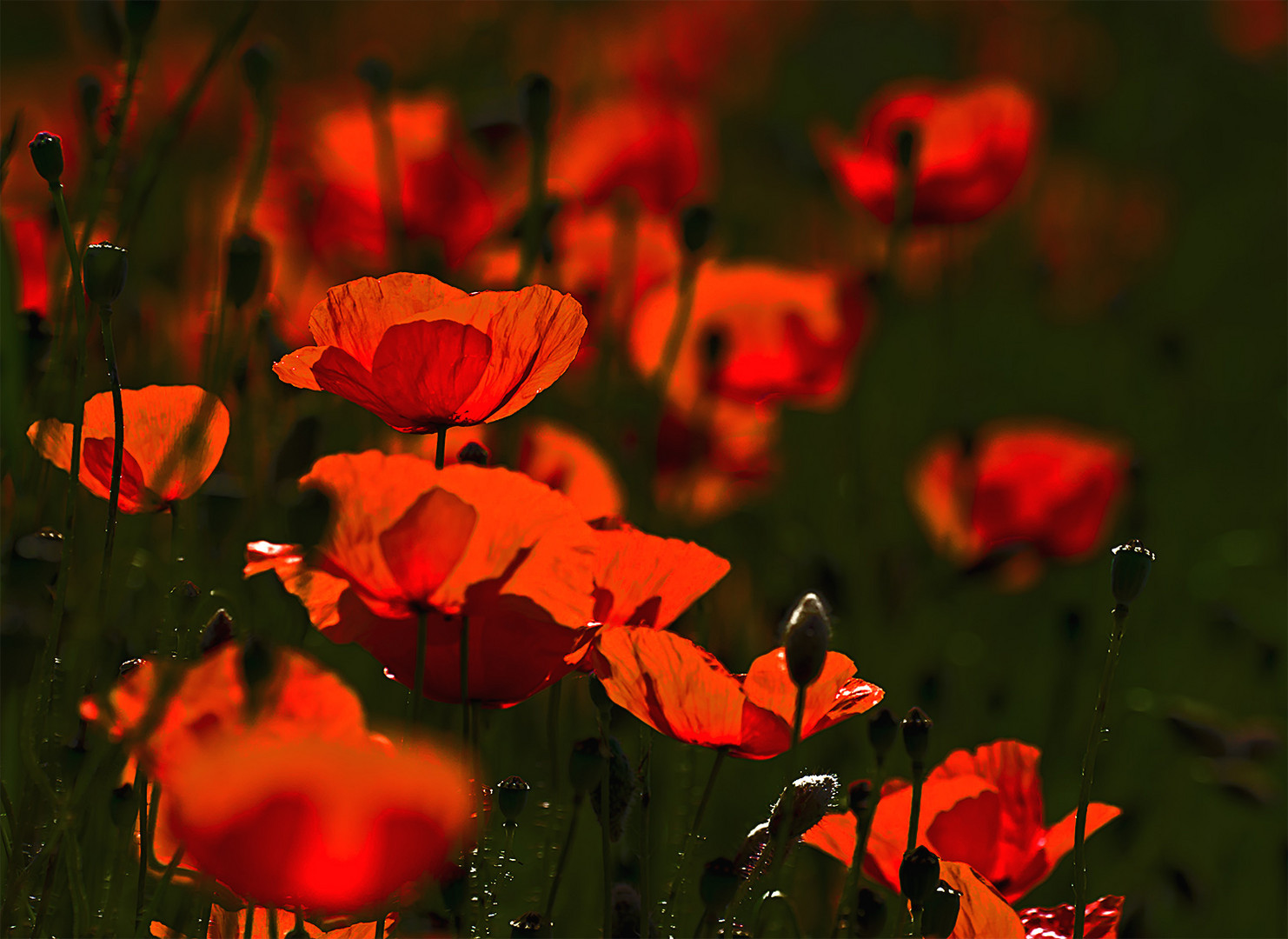 Mohn